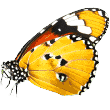 https://bio-food.lt/wp-content/uploads/2019/08/butterfly.png